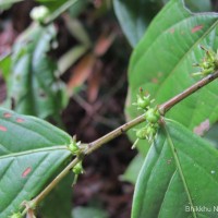 Glochidion stellatum (Retz.) Bedd. Retz.